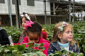 Projeto da Mostra de Iniciação Científica leva turma do Gruppe 4 para uma plantação de morangos