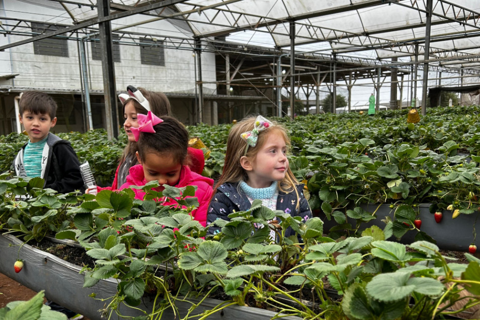 Projeto da Mostra de Iniciação Científica leva turma do Gruppe 4 para uma plantação de morangos