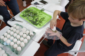 Turmas da Educação Infantil e dos Anos Iniciais tem aula de Herbário com pintura de ovos